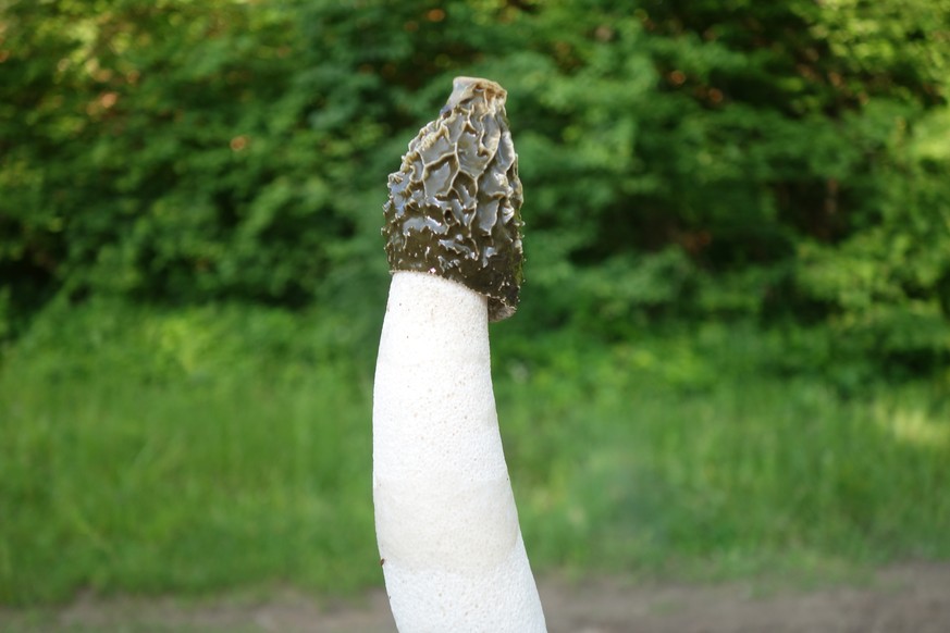 Common stinkhorn Phallus impudicus pilz funghi Gemeine Stinkmorchel
common stinkhorn