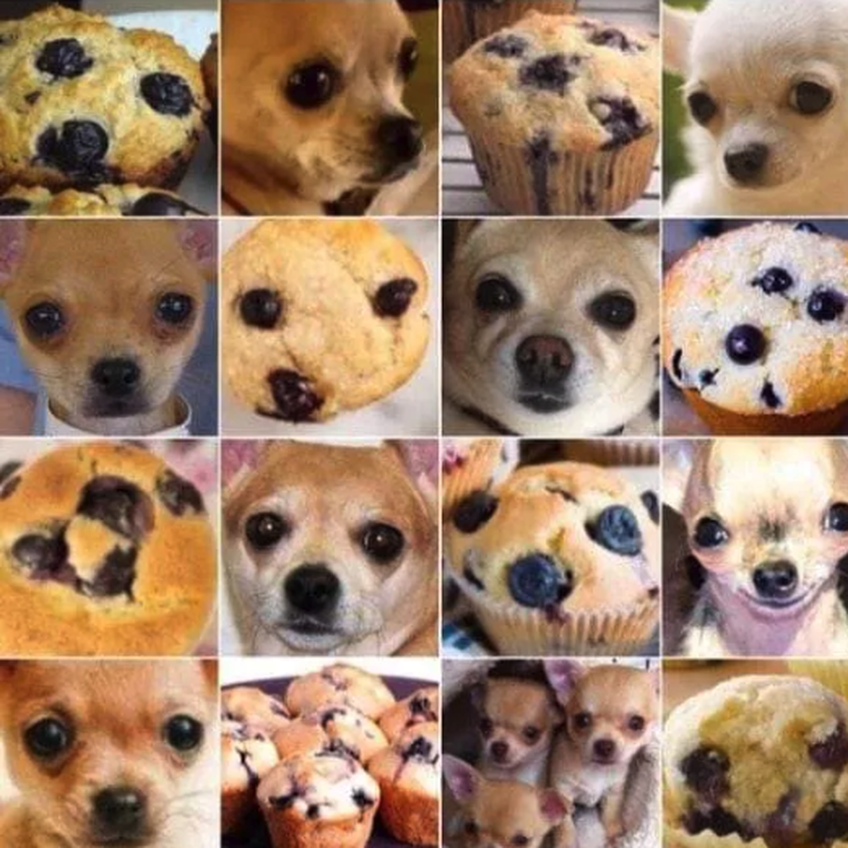 chihuahua oder muffin

https://www.threads.com/share/FFyzhRgkJ/