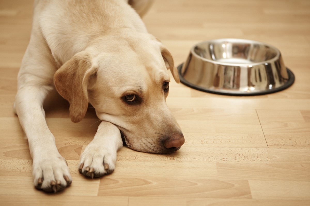 Demenz bei Hunden ist kein seltenes Phänomen.