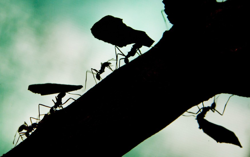 epaselect epa04082686 A picture made available on 17 February 2014 shows leafcutter ants transport small pieces of blackberry leaves at the zoo of Frankfurt Main, Germany, 14 February 2014. Leafcutter ...