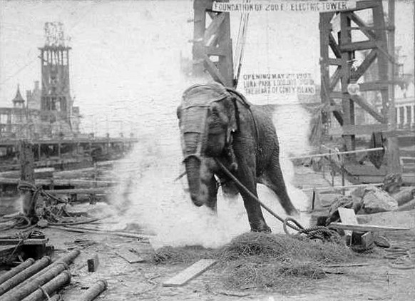 https://www.oddsalon.com/jan-4-1903-topsy-the-elephant-publicly-executed/
topsy elephant Edison