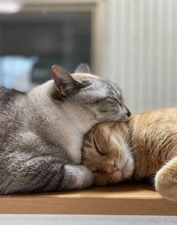 Optische Täuschung: Katze und grosser Biss