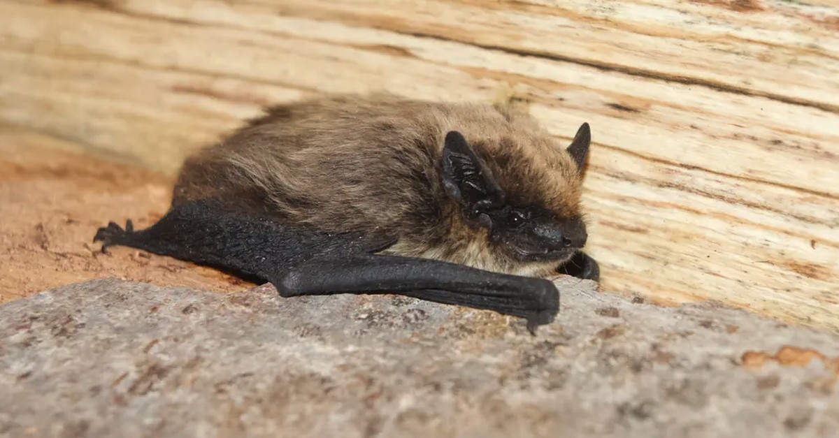 -Sehr-erfreulich-Erstmals-taucht-eine-Alpenfledermaus-in-Basel-auf