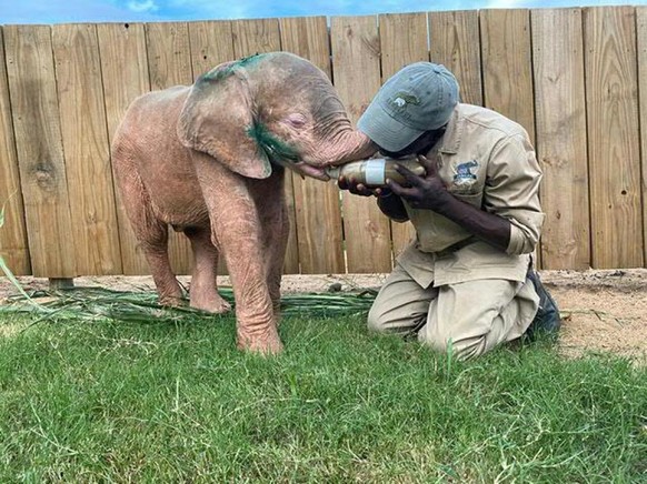 Das gerettete Albino-Elefantenmädchen &quot;Khanyisa&quot; wird von einem Betreuer im Hoedspruit Elephant Rehabilitation and Development (Herd) in Südafrika liebevoll aufgepäppelt. (Archiv)
