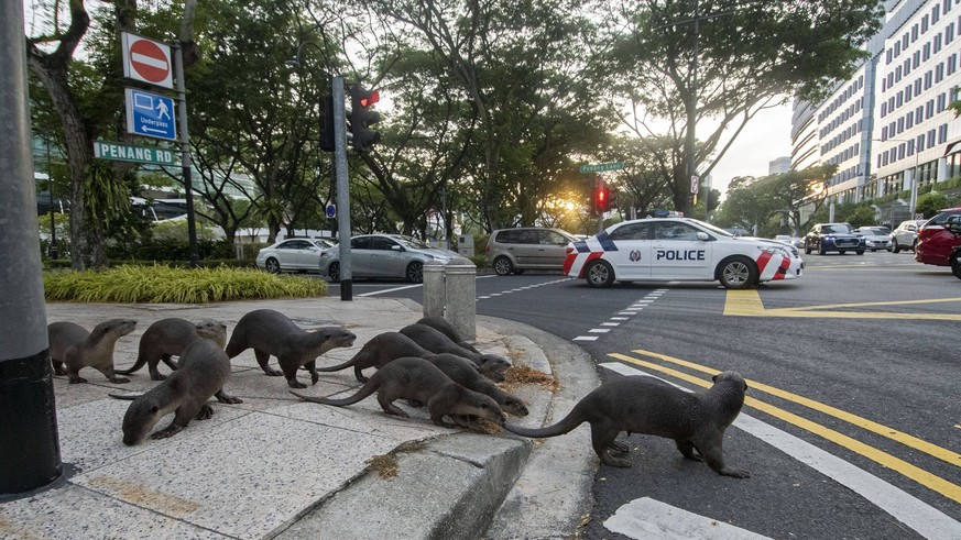 210303 -- SINGAPORE, March 3, 2021 -- A pack of wild smooth-coated otters, nicknamed the Zouk family, crosses Penang Road in Singapore on March 3, 2021, the World Wildlife Day. The Zouks, a well-known ...
