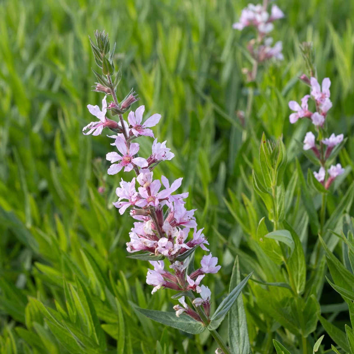 Taubenskabiose (Scabisosa columbaria)