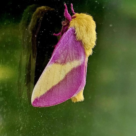 Dryocampa rubicunda