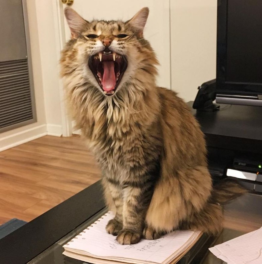 9 Dinge, die eine echte Katze nie im Leben sagen würde