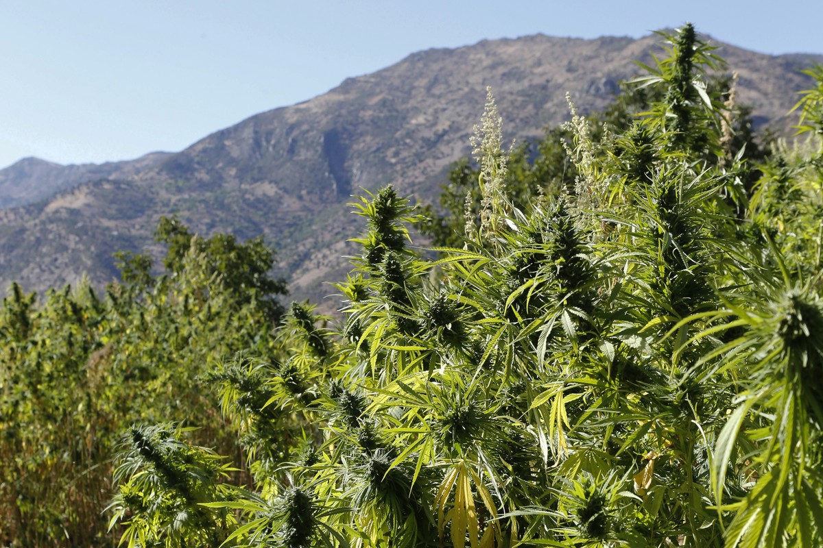 FILE - In this Sept. 14, 2014 file photo swaths of cannabis are pictured n the village of Bni Hmed in the Ketama Abdelghaya valley, northern Morocco. Morocco's government on Thursday approved a l ...