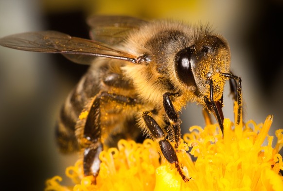 Biene, Blüte, Frühling, Honig, Viecher,
