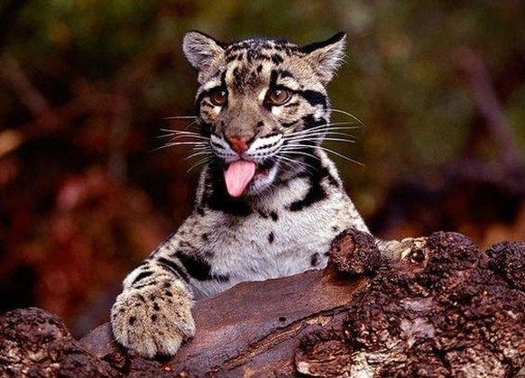 nice news animal cat https://www.pinterest.ch/pin/407857309974628910/