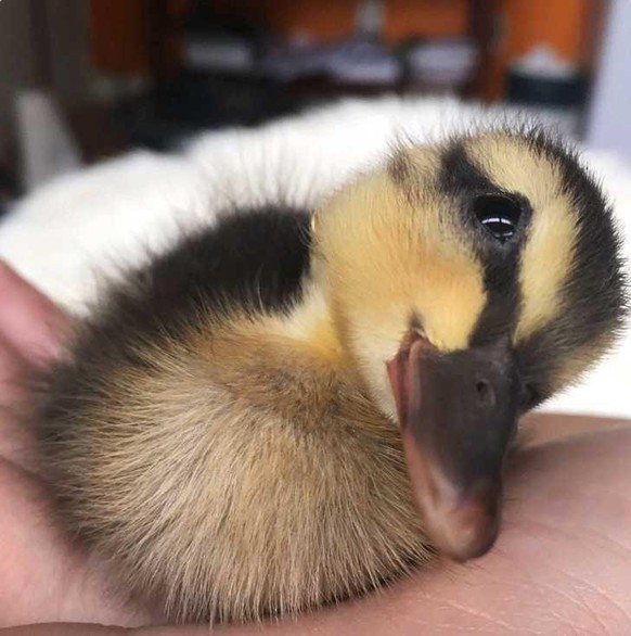 cute news tier ente

https://imgur.com/t/aww/HNb7B41