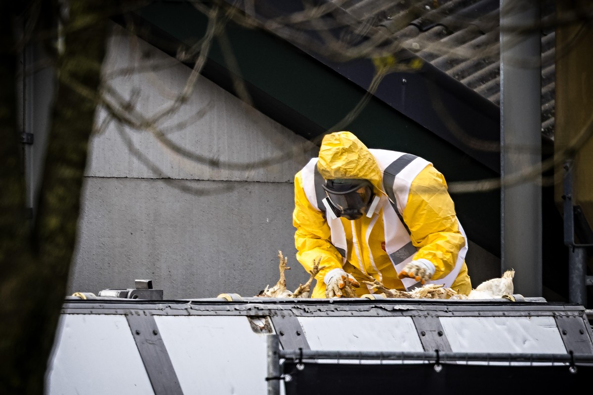 KEYPIX - epa12550105 Chickens are culled at a broiler farm in Tienray, the Netherlands, 26 November 2025, after avian influenza was confirmed. Cases have resurfaced nationwide since last month, prompt ...