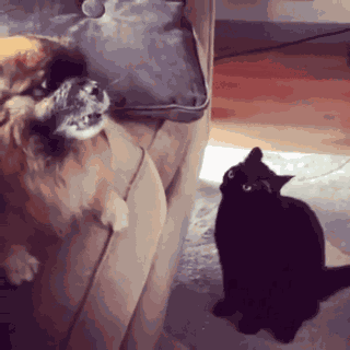 Animiertes GIF