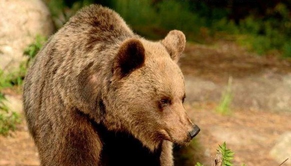 The Bear JJ4