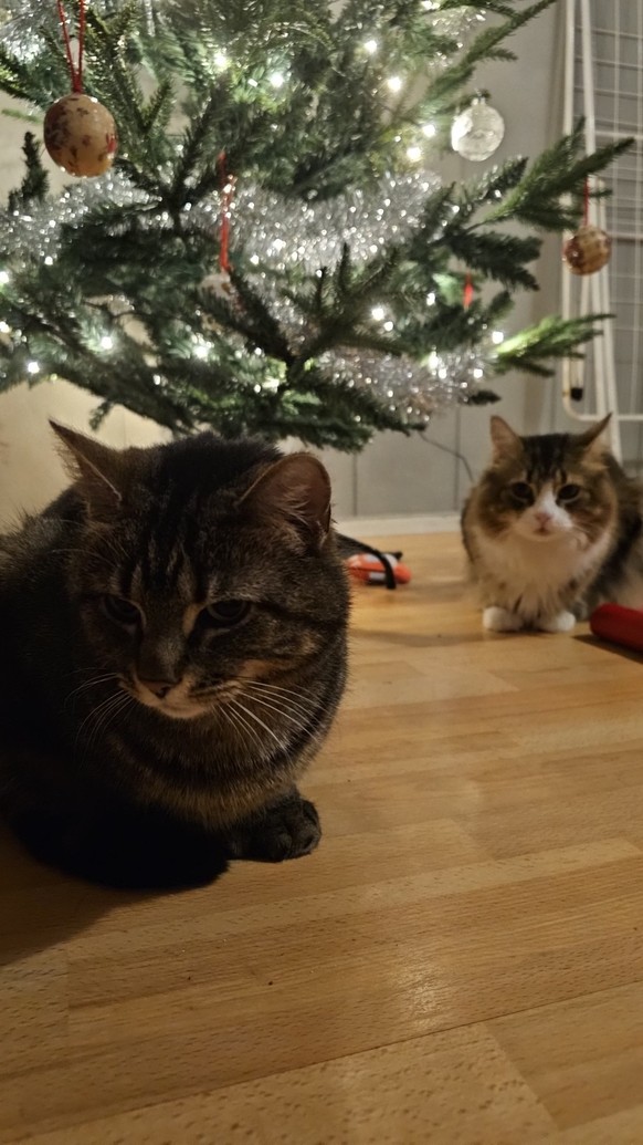 cute news tier katze weihnachten

https://imgur.com/gallery/festive-cats-awYs7Ag#/t/aww