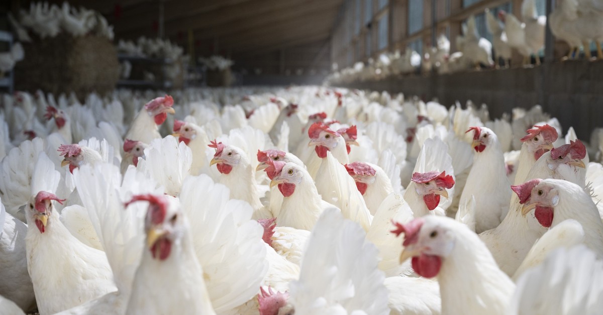 So-schneidet-die-Schweiz-im-Tierschutz-Vergleich-mit-der-EU-ab