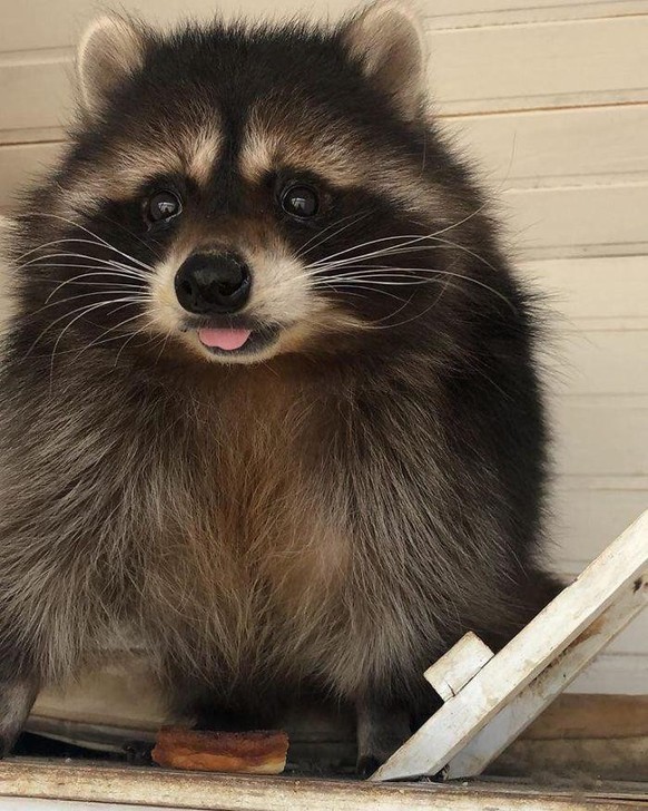 cute news tier waschbären raccoon

https://www.reddit.com/r/Raccoons/comments/10tkyd0/cuteness_level_overlord/