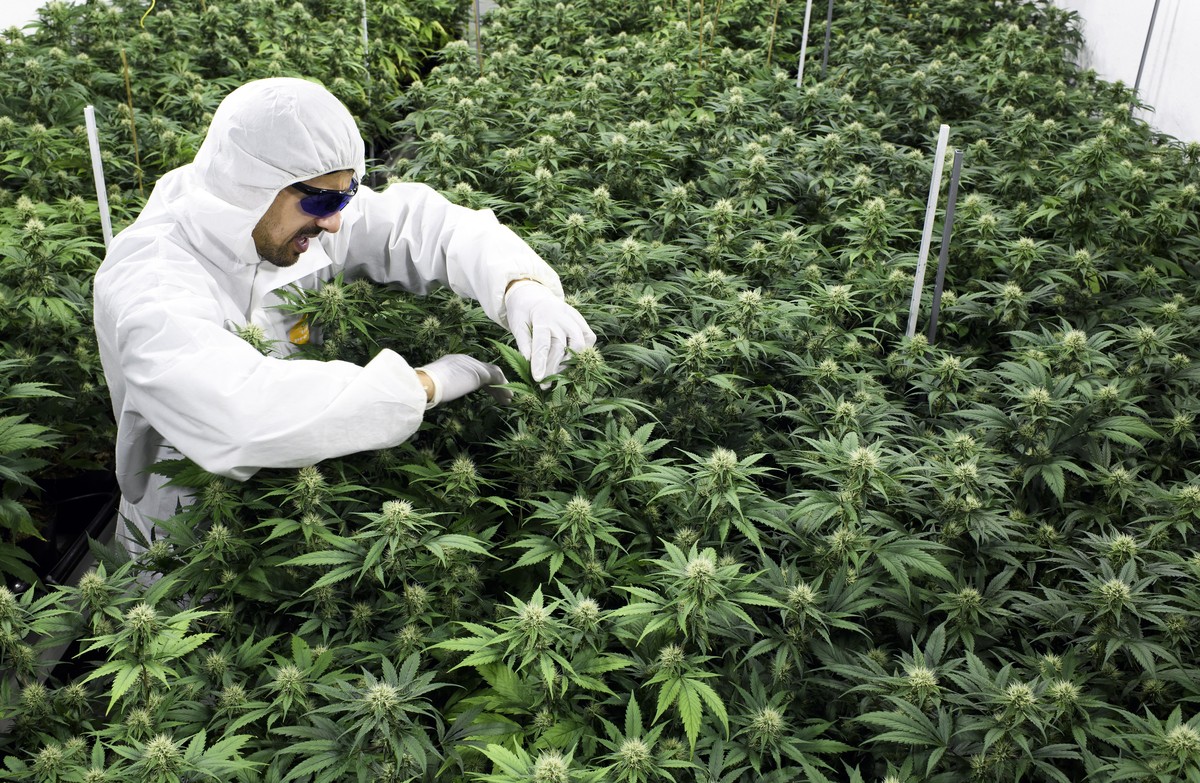 epa06994442 Frederic Couderc, co-founder of SwissGrinder Sarl, controls his legal cannabis production (CBD) in the premises of SwissGrinder Sarl, in Sierre, Switzerland, 03 September 2018. EPA/ANTHONY ...