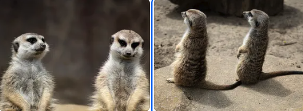 Zwei Erdmännchen Freunde

https://www.threads.com/share/BBaEG33UNd/