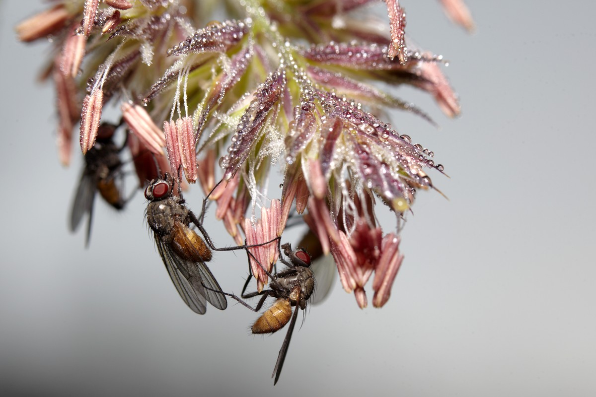 Fliegen im Morgentau in Ächerli OW