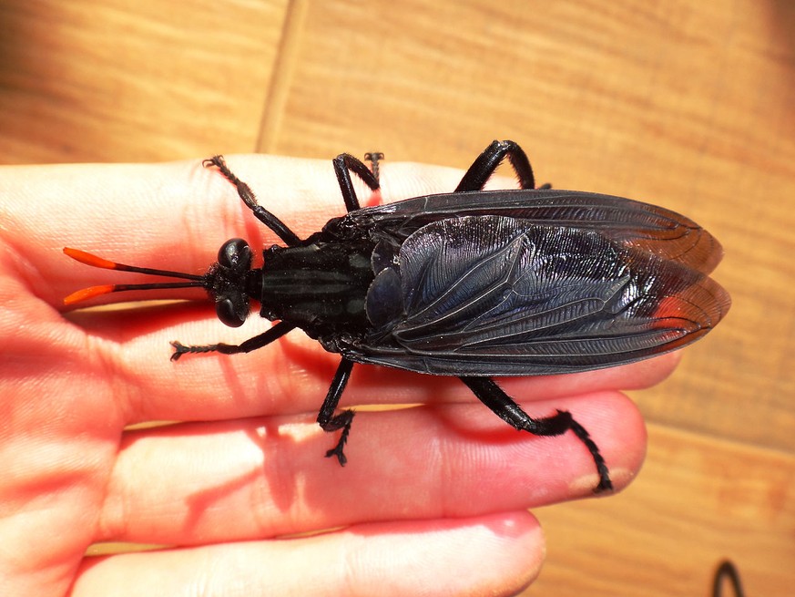 This is the largest fly on Earth planet. Grouped in the order Diptera, family Mydidae, specie Gauromydas heros.
By Biologoandre - Own work, CC BY-SA 4.0, https://commons.wikimedia.org/w/index.php?curi ...