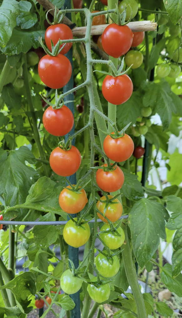 Haus- und Garten-Wins