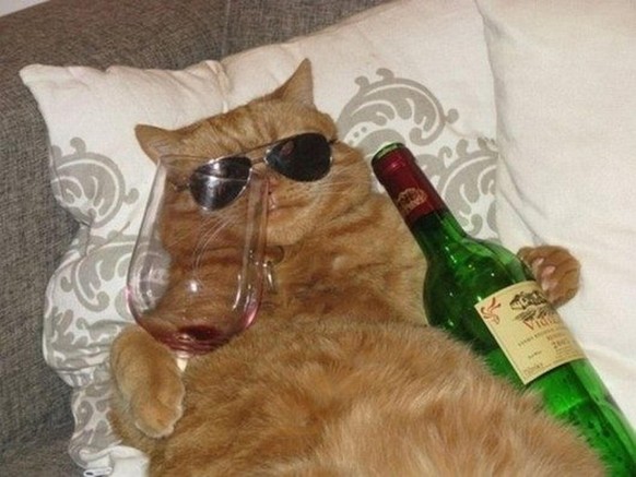 Betrunkene Katzen
http://www.laughspark.info/uploadfiles/funny-drinking-drunk-kat-denni-6040.jpg