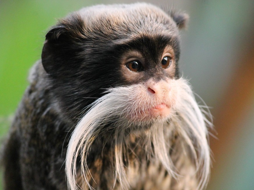 Emperor Tamarin monkey on branch mustache , 23513302.jpg, tamarin, emperor, monkey, Emperor tamarin, Emperor tamarin monkey, mustache, moustache, amazon, rainforest, brazil, peru, primate, portrait, a ...