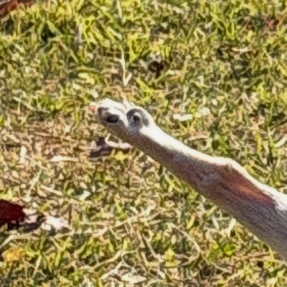 Cute news: Lustige Tierbilder mit Hund