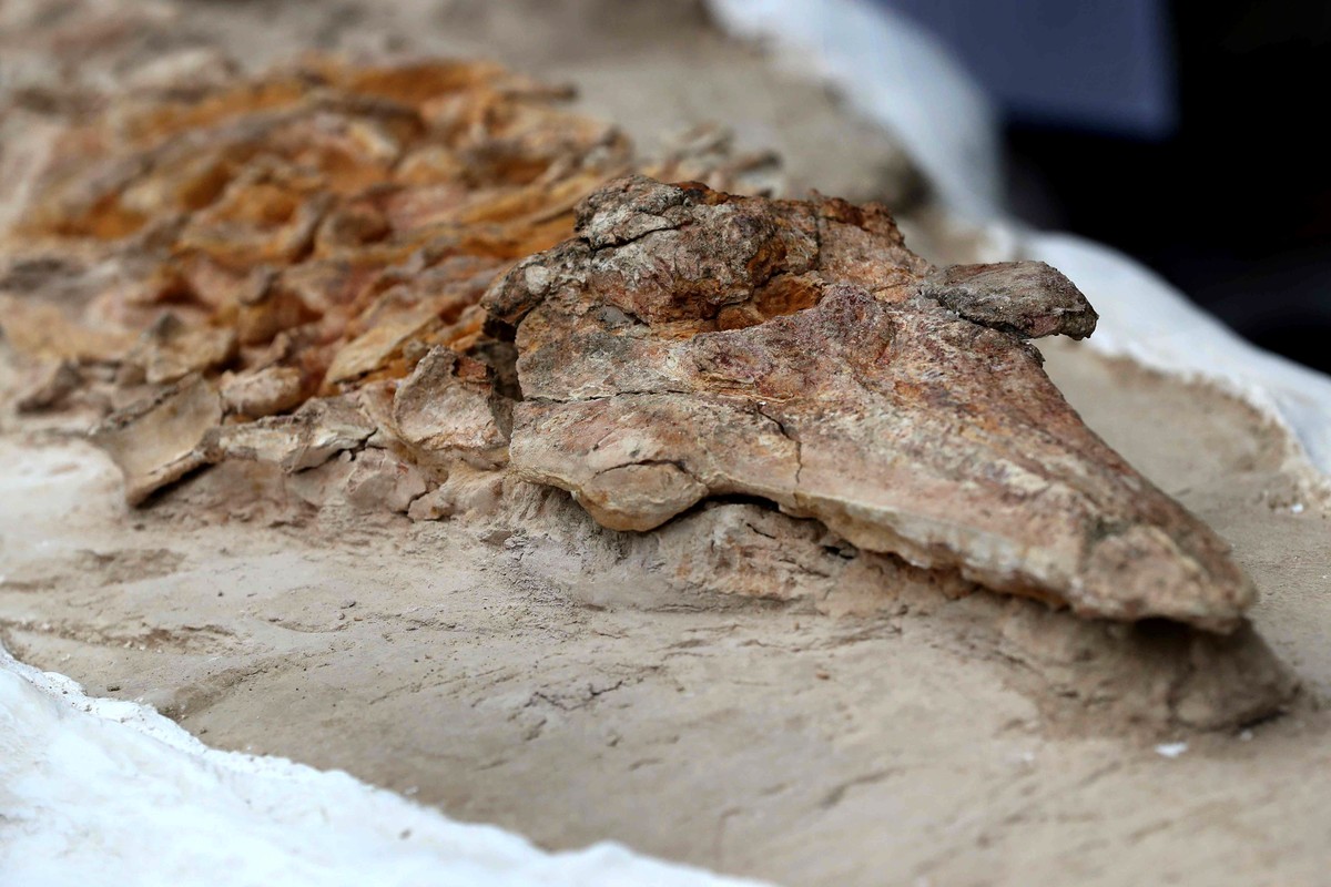 epa12385930 A 10 million year old 'dolphin' fossil was presented by the Geological, Mining, and Metallurgical Institute of Peru (Igemmet) in Lima, Peru, 17 September 2025. The complete skele ...