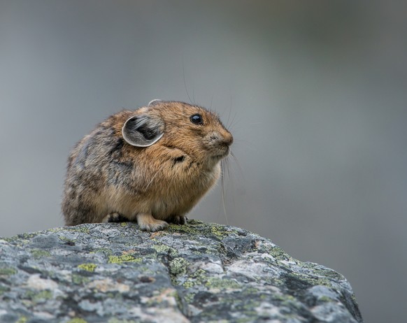 Pfeifhasen/Pikas