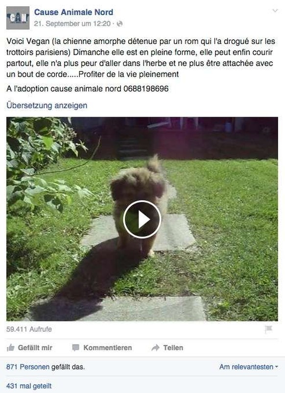 Kurze Zeit später wird das Hundewelpen zur Adoption frei gegeben.