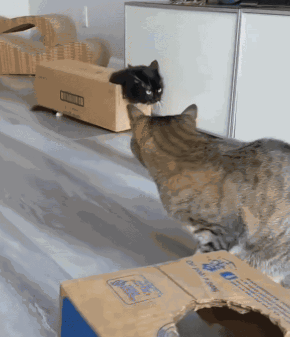 Animiertes GIF