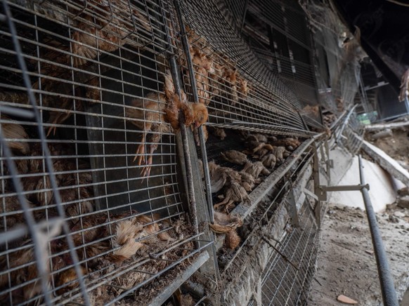 Thousands of chickens died in Emilia Romagna.