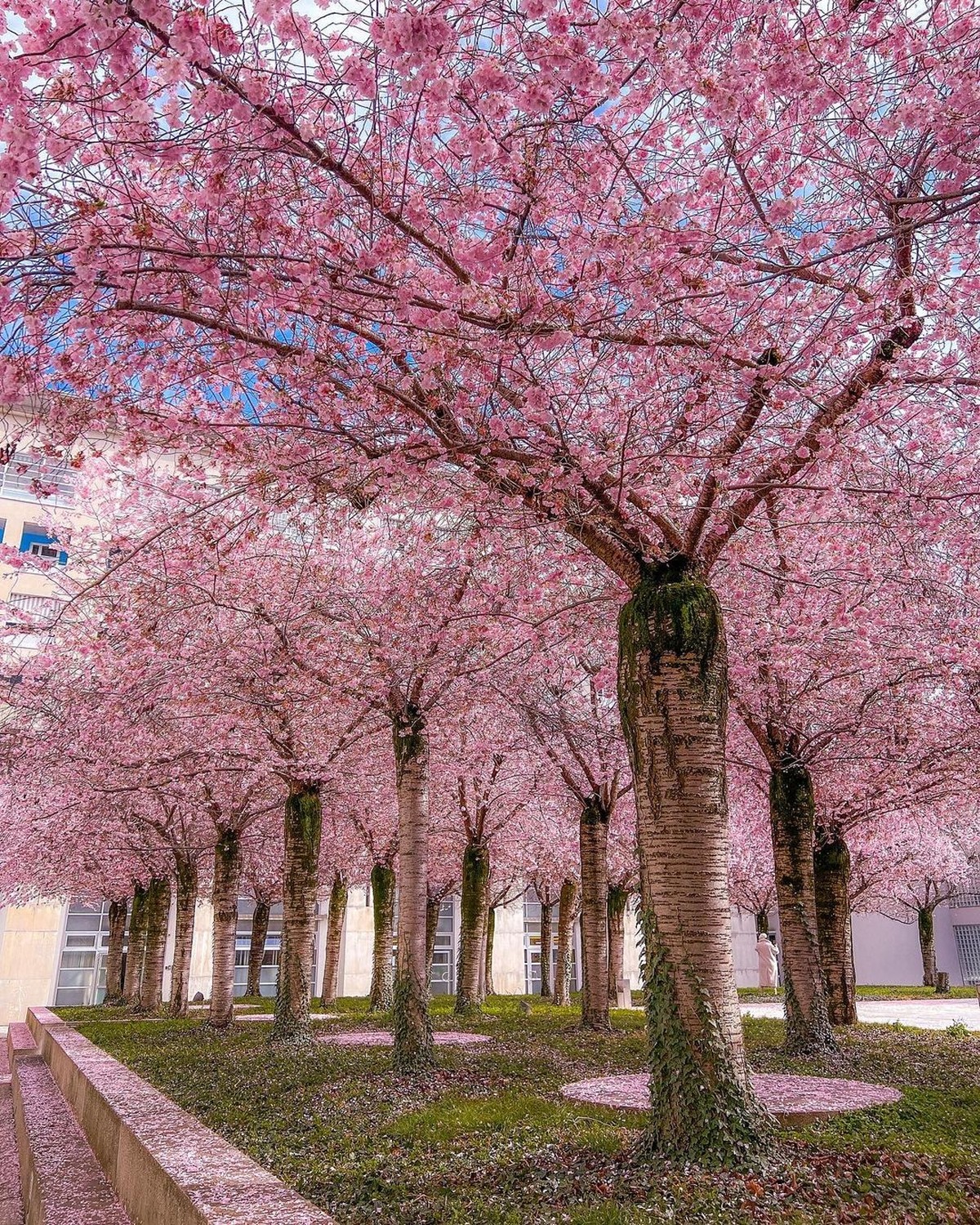 Rauszeit Kirschblüten in der Schweiz Lugano Via Beltramina