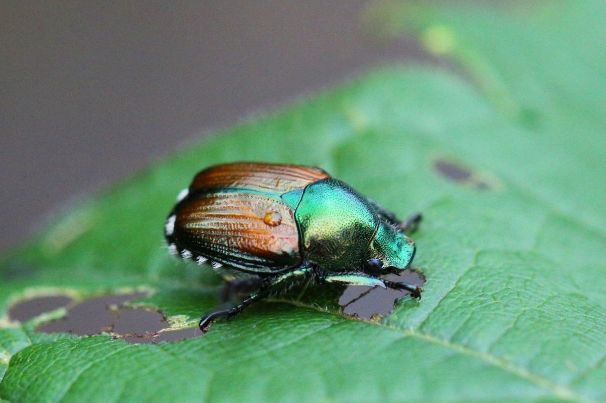 Le scarabée japonais, insecte nuisible pouvant causer de graves dommages, risque d'infester de nouvelles régions en Suisse.