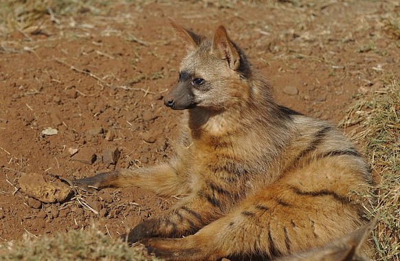 cute news tier erdwolf

https://creativecommons.org/licenses/by/2.0/deed.en