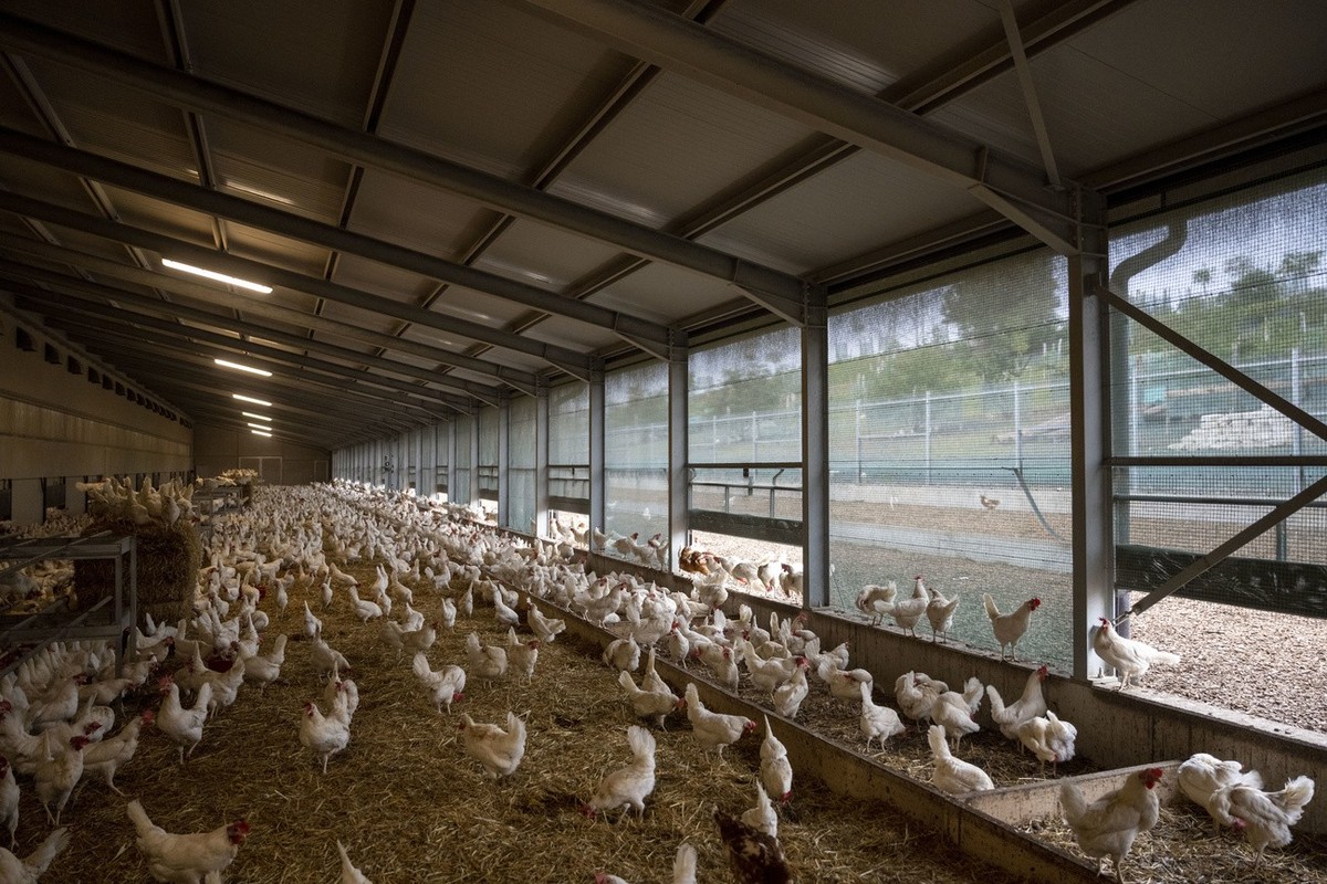Freilandhuehner im Stall der Huehnerfarm Agasul, fotografiert am Dienstag, 6. September 2022 in Agasul, Kanton Zuerich. Auf dem Hof werden 18'000 Freilandhuehner gehalten. Gemaess Hoechstbestande ...