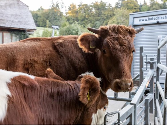 Ramon (oben) und Nemo (unten) haben ihr gesamtes Leben auf dem Bauernhof von Roger Basler verbracht. 
Hofschlachtungen Schlachten Tierwohl
(Mittelhäusern, 14. Oktober 2021)