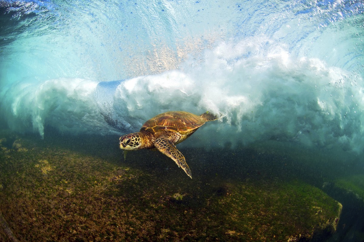 In this undated photo entitled "Close Call," a Hawaiian green sea turtle swims through a breaking wave on the North Shore of Oahu near Haleiwa, Hawaii. The image appears in photographer Clar ...