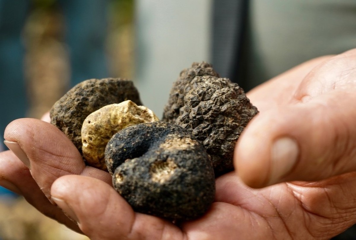 Male hand holding different types of truffles (summer black truffle, winter black truffle, white truffle)