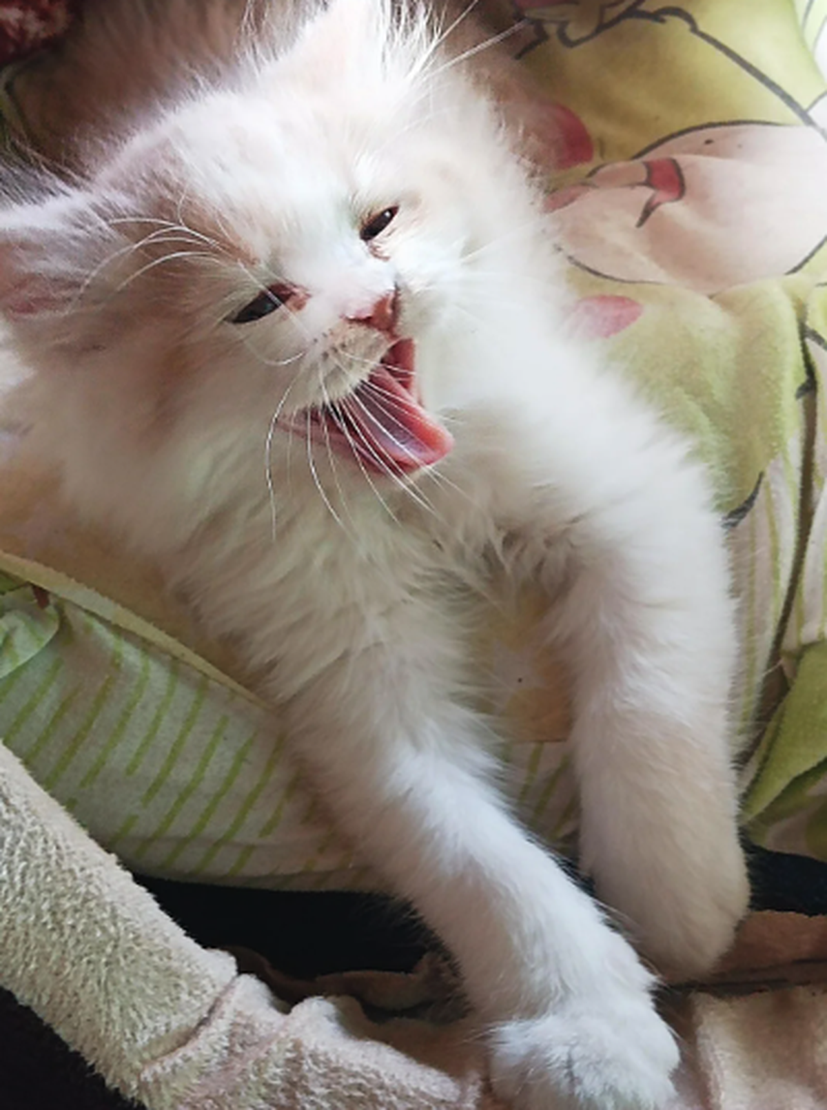Babykatze streckt Zunge raus.

https://www.reddit.com/r/cuteanimals/s/ZVXjuPdGf4