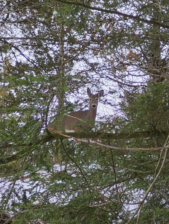 Optische Täuschung: Bilder, die du zweimal anschauen musst