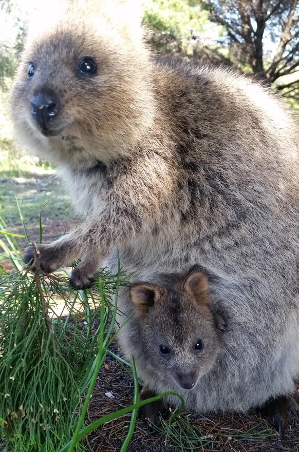 Quokka
Cute News.
http://imgur.com/gallery/zREsS