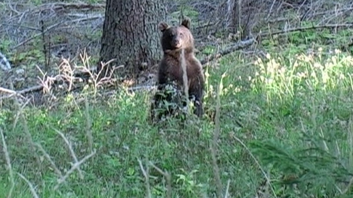 Wer wie hier im Trentino im Wald einem jungen Bären begegnet, soll sich den herzigen Kerlchen auf keinen Fall nähern, sondern sich ruhig in die Richtung zurückziehen, aus der man gekommen ist. So lass ...
