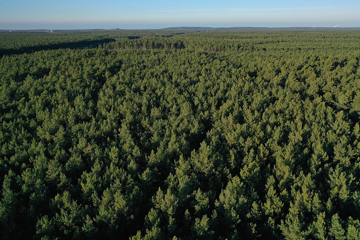 GRUENHEIDE, GERMANY - JANUARY 21: (EDITORS NOTE: Image taken with a drone.) In this aerial view trees stand on the forest property where US automaker Tesla is to build a new Gigafactory on January 21, ...