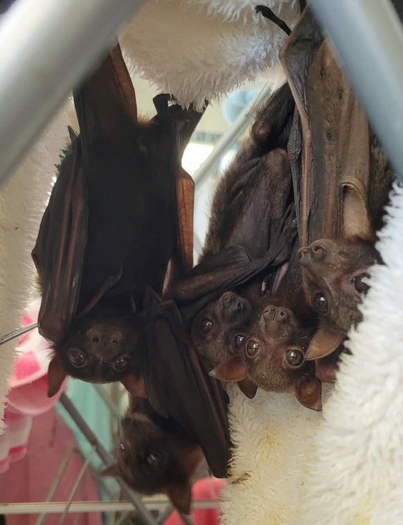 cute news animal tier fledermaus bat

https://www.reddit.com/r/Awwducational/comments/w8reui/rescued_red_fruit_bats_hanging_out_together/