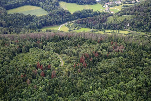 Die Trockenheit 2018 führte in der Ajoie (JU) zu einem Baumsterben. Tannen, Fichten und Buchen waren betroffen.