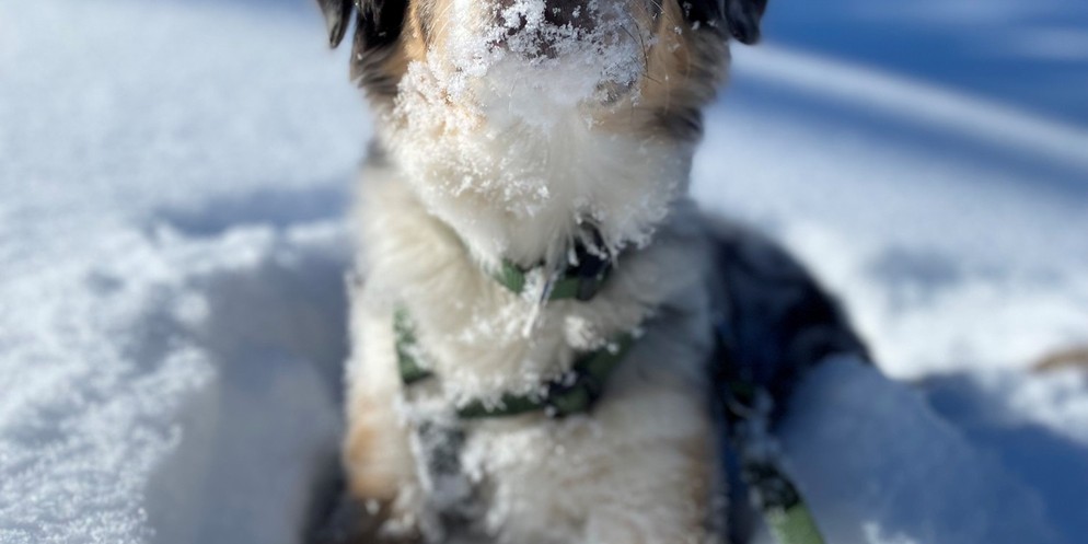 Schnee bedeutet für Haustiere nicht nur Spass.